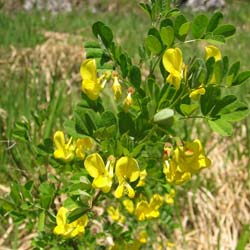 Coronilla